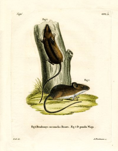 Ratón de árbol de cola larga de German School